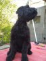 Черен руски териер/КГБ/, снимка 4