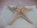 Звезда морска - 6, снимка 2
