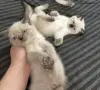Готови за нов Дом, снимка 2