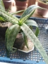 Лечебно Алое Вера, снимка 7