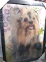 Продавам стерео картина Йоркширски териер, снимка 5