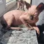 Канадски сфинкс, котенца, снимка 11