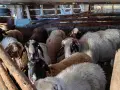 свободни овце за дамазлък, снимка 3