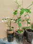 Жасмин нитидум. стайно ароматно растение, снимка 1 - Стайни растения - 42385170