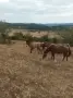 Продавам мъжки кончета БТК , снимка 2