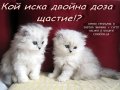 Котки Чинчила * Chinchilla Cats, безплатно посещение!, снимка 5