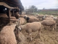 Продавам бременни овце , снимка 14