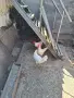 животни птици петли, снимка 6