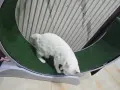 Котешка пътека за бягане, снимка 1