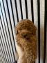 Мини Пудел Момчета / Mini Poodle Boys, снимка 3