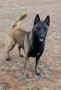 Белгийски овчарка-Малиноа, снимка 10