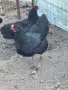 Разплодни яйца от Черен Австралорп!, снимка 1 - Кокошки и пуйки - 42435422