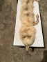 Продавам препарирана лисица, снимка 2