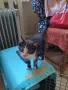 Томи и Лили си търсят дом!, снимка 5