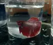Мъжки бети Халфмуун, снимка 1