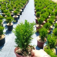 Туя Даника, Thuja 'Danica', снимка 8 - Градински цветя и растения - 39481314