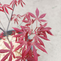 Японски Клен / Аcer palmatum Аtropurpureum, снимка 2 - Градински цветя и растения - 44656565