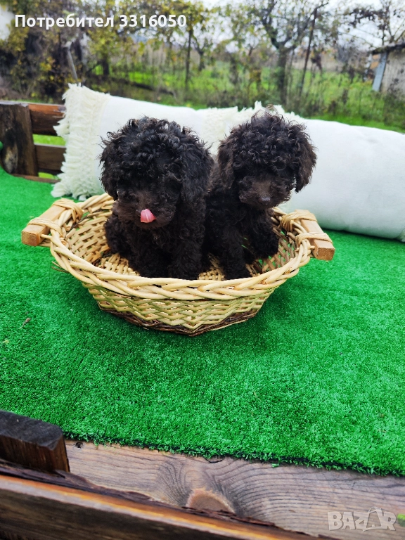 Мини пудел , снимка 1
