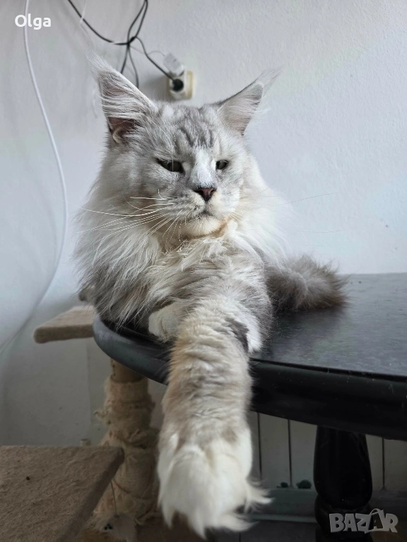 Чистокръвно котенце от породата Мейн Куун, снимка 1