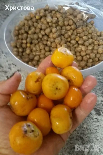 Палма Бутия - Пресни семена, снимка 1