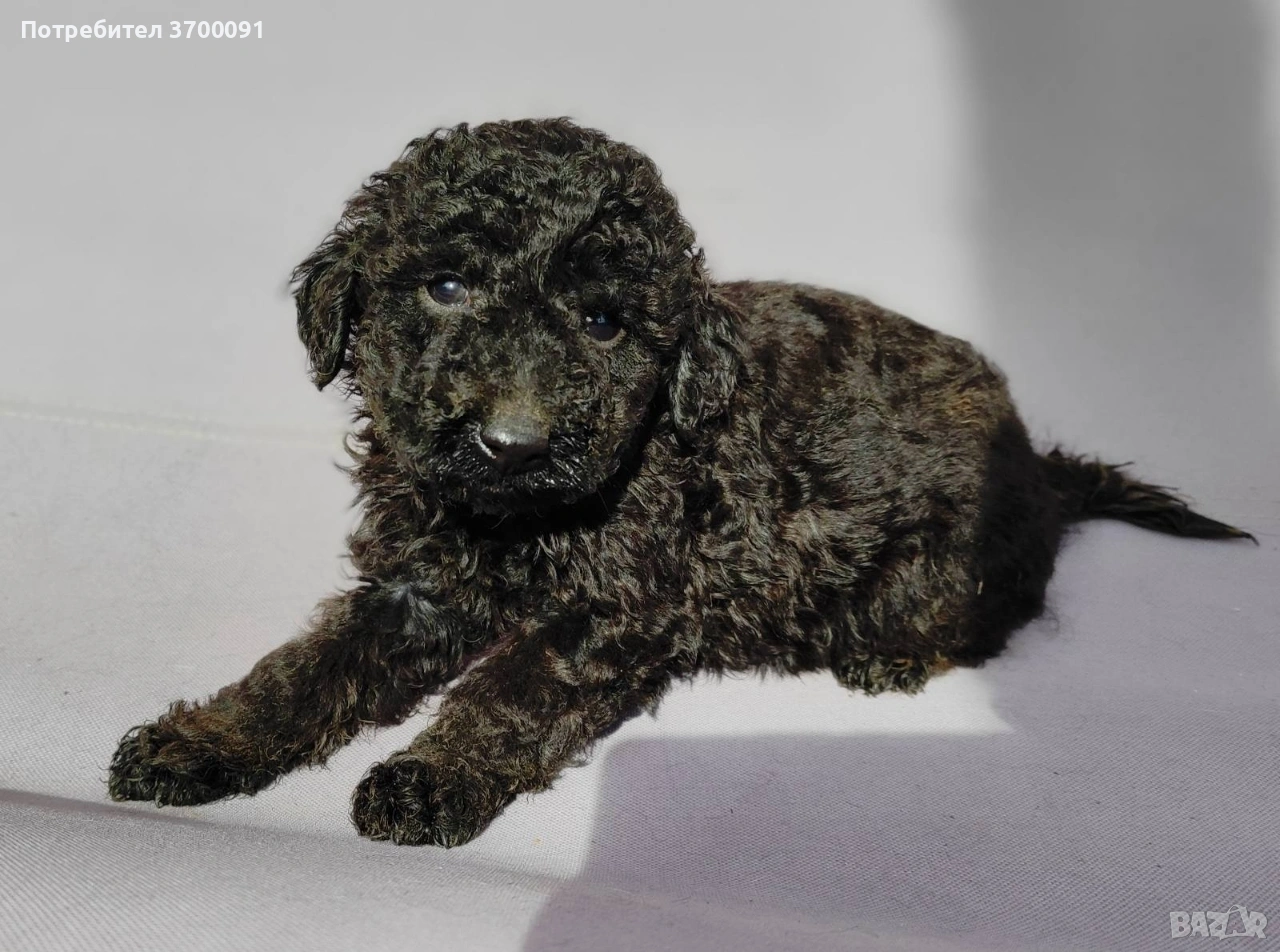 пудел / черни пуделчета , снимка 1
