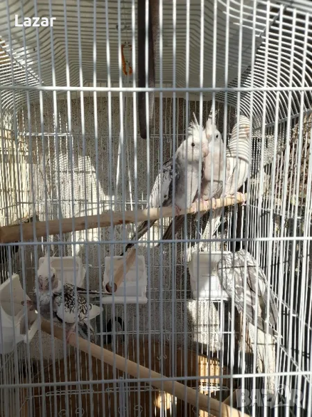 Продавам Корели, снимка 1