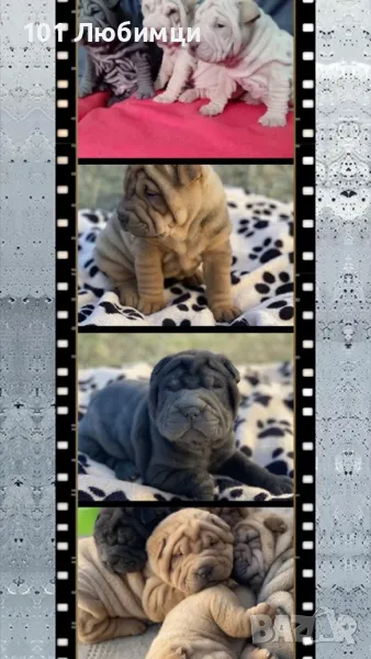 Шарпей , снимка 1