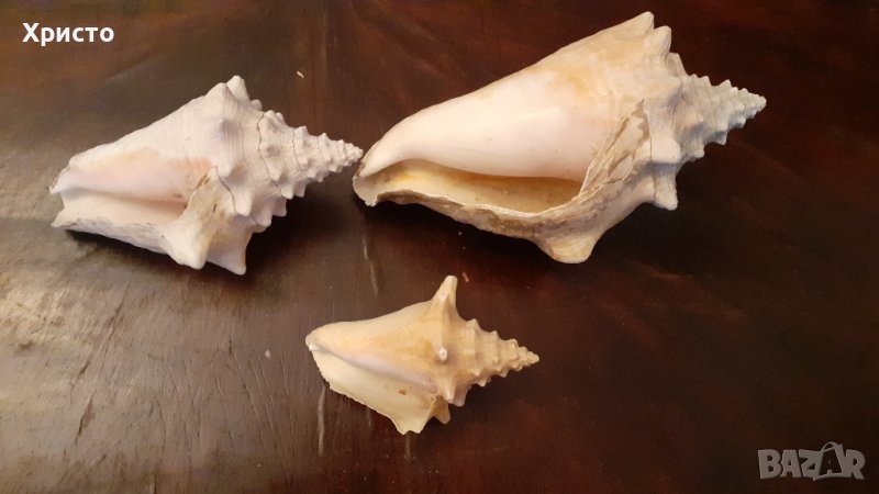 уникални различни рапани от Карибите, 3 размера, снимка 1