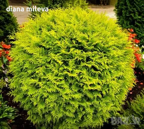 Златиста западна кълбовидна туя, Thuja occidentalis „Golden globe“, снимка 1