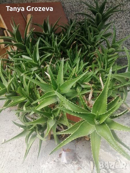 Алое различни видове, снимка 1