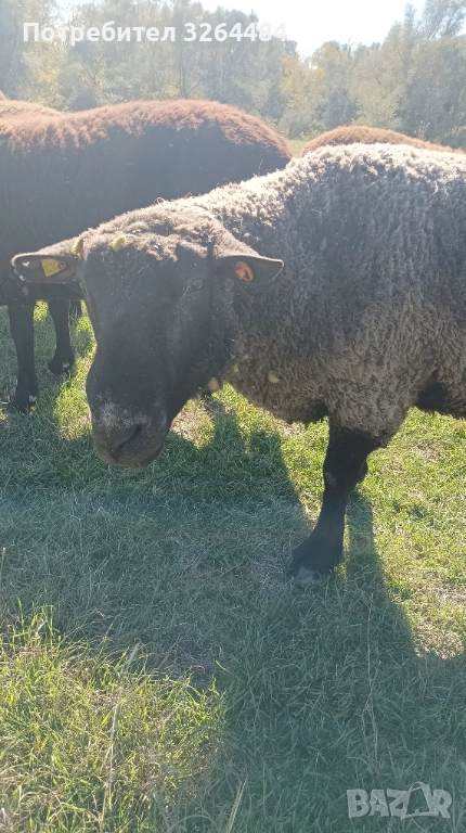 Продавам коч Мирон шароле, снимка 1