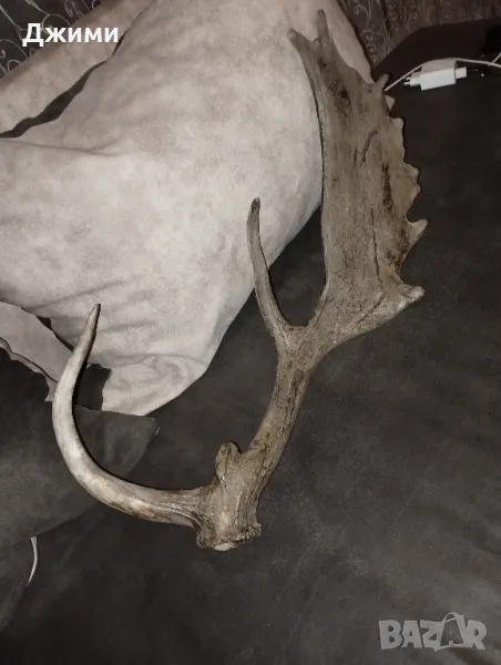 рог от голям лопотар, снимка 1