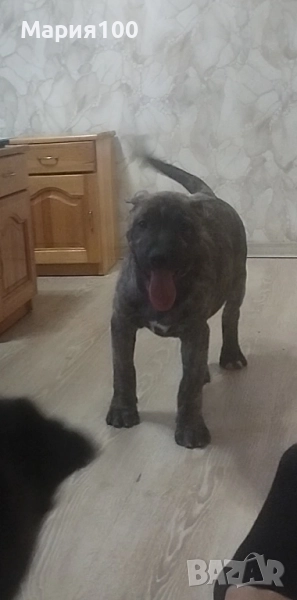 Преса Канарио кученца , снимка 1