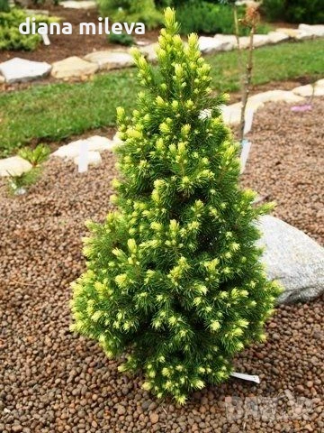 Пицея Рейнбол, Picea glauca 'RAINBOW'S END', снимка 1