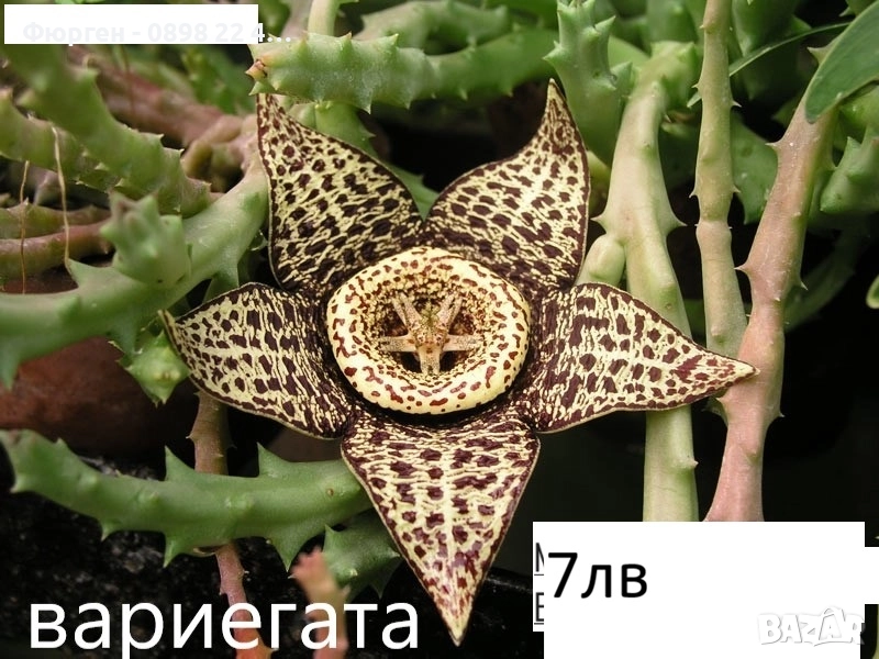 Стапелия (Stapelia) – Пиарантус и Вариагата 🌵⭐, снимка 1