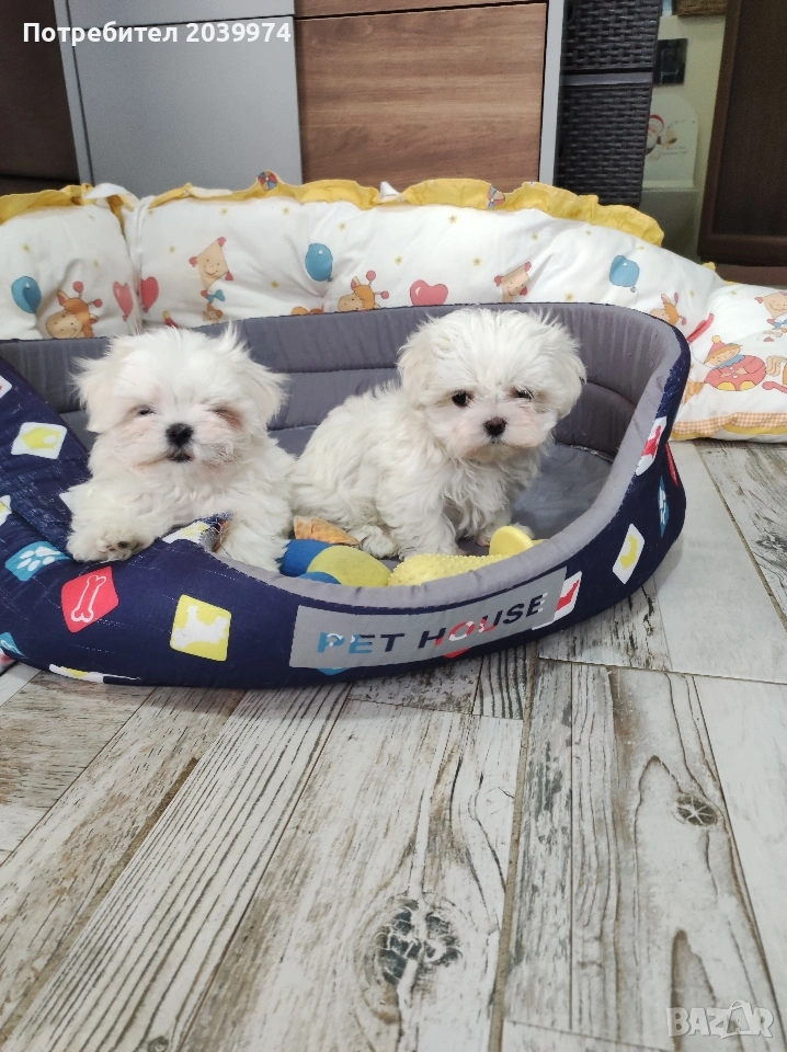 Малтийска болонка , снимка 1