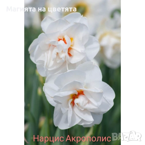 Кичести нарциси 10 сорта, снимка 7 - Градински цветя и растения - 51659641