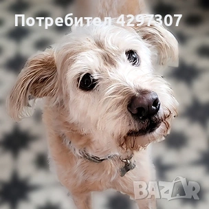 Разходки на кучета и посещения по домовете в София и близките области, снимка 9 - Други услуги - 53562736