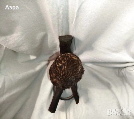 Препарирана сола (Бухал), снимка 17 - други­ - 53656912