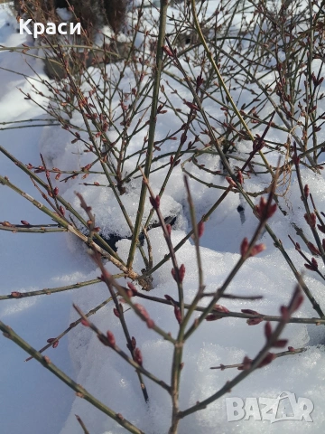 Зимен жасмин, снимка 3 - Градински цветя и растения - 47429180