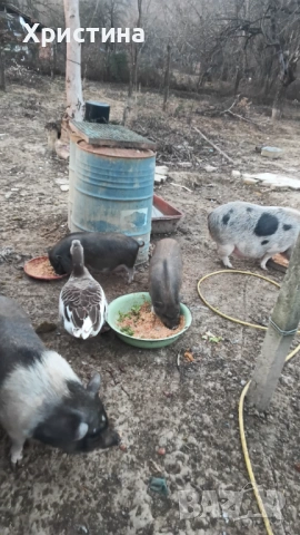 Виетнамски прасета, снимка 6 - Прасета - 52469489