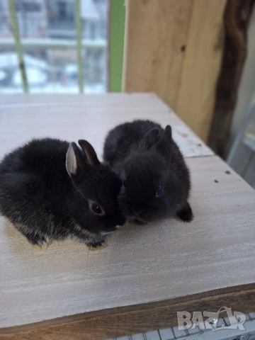 Декоративни зайчета джуджета, снимка 3 - Декоративни зайчета - 53326624