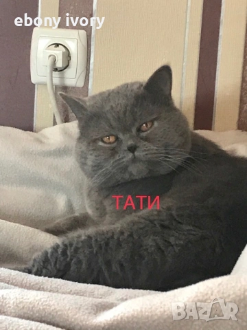 Мъжки късокосмест британски котарак предлага заплождане на женски , снимка 3 - Британска късокосместа - 53141990