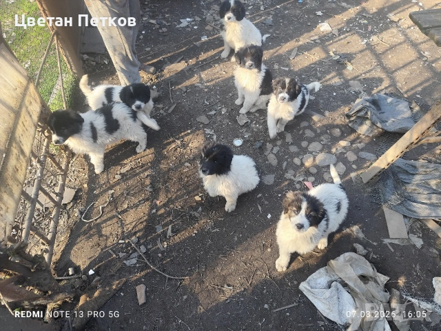 Каракачанки , снимка 9 - Каракачанска овчарка - 53824782