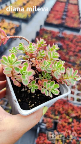 Седум Триколор, Sedum Spurium Tricolor, снимка 11 - Градински цветя и растения - 49945477