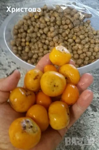 Палма Бутия - Пресни семена