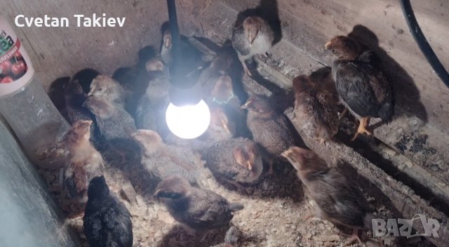 Катунски пилета три цвята, снимка 6 - Кокошки и пуйки - 39973488