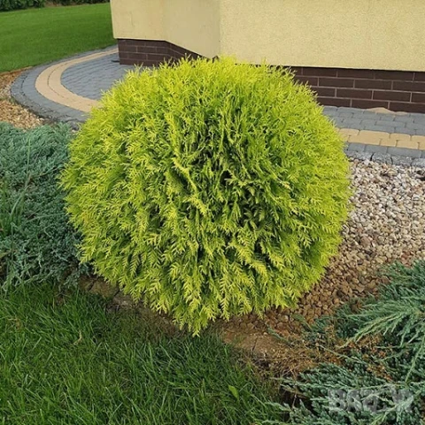 Златиста кълбовидна туя