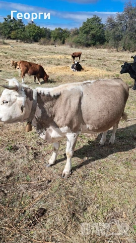 Продавам заплодена крава месодайна цена 2200 лв , снимка 7 - Крави - 52624936