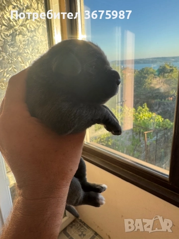 Кане Корсо (Cane Corso) бебета, снимка 4 - Кане корсо - 51490525